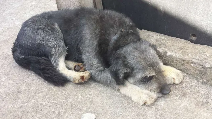 Cachorro ra a SRD idade 4 anos nome Bigode