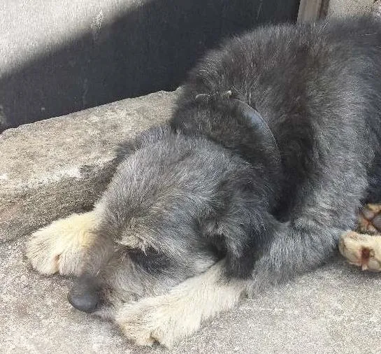 Cachorro ra a SRD idade 4 anos nome Bigode