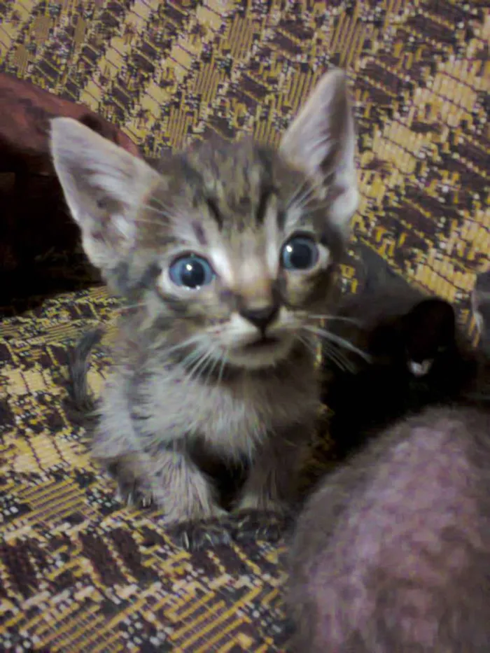 Gato ra a SRD idade Abaixo de 2 meses nome Gata