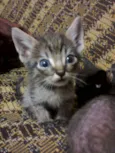 Gata