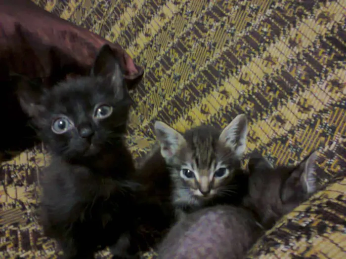 Gato ra a SRD idade Abaixo de 2 meses nome Gata