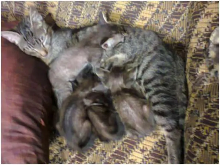 Gato ra a SRD idade Abaixo de 2 meses nome Gata