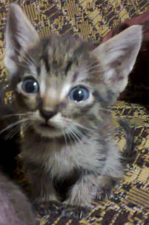 Gato ra a SRD idade Abaixo de 2 meses nome Gata