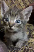 Gata