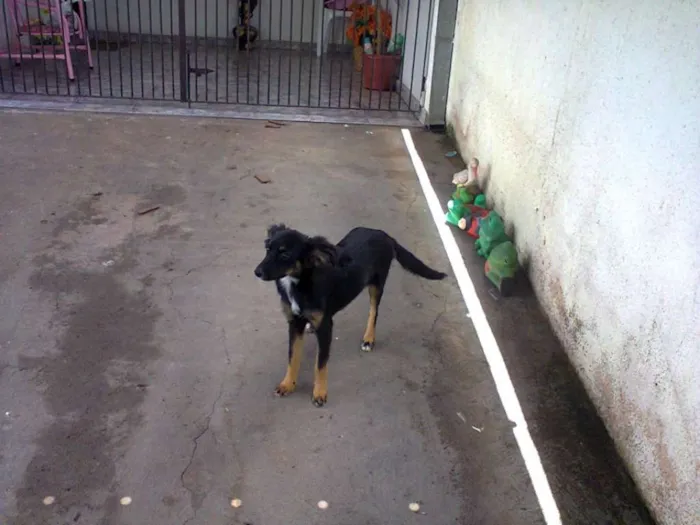Cachorro ra a SRD idade 7 a 11 meses nome Cachorra