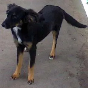 Cachorro raça SRD idade 7 a 11 meses nome Cachorra