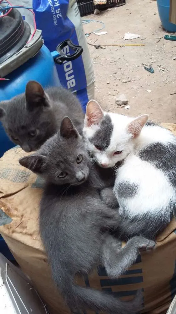 Gato ra a indefinida idade 2 a 6 meses nome gatas