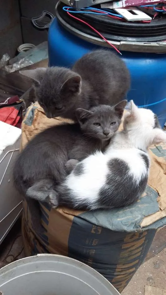Gato ra a indefinida idade 2 a 6 meses nome gatas