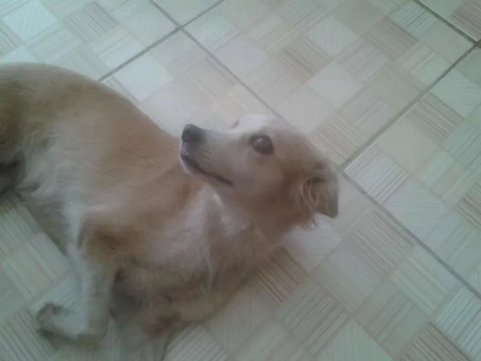 Cachorro ra a SRD idade 1 ano nome Branquinha