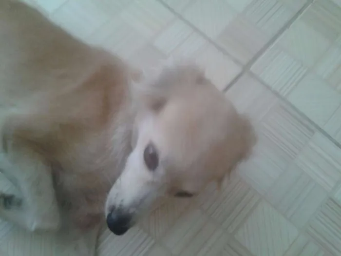 Cachorro ra a SRD idade 1 ano nome Branquinha
