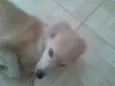 Branquinha