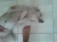 Branquinha