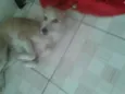 Branquinha