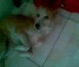 Branquinha