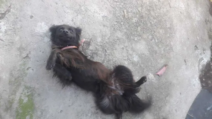 Cachorro ra a SRD idade 1 ano nome xuxu