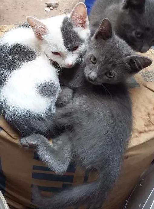 Gato ra a indefinida idade 2 a 6 meses nome gatas