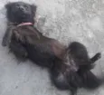 xuxu