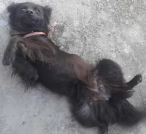 Cachorro raça SRD idade 1 ano nome xuxu