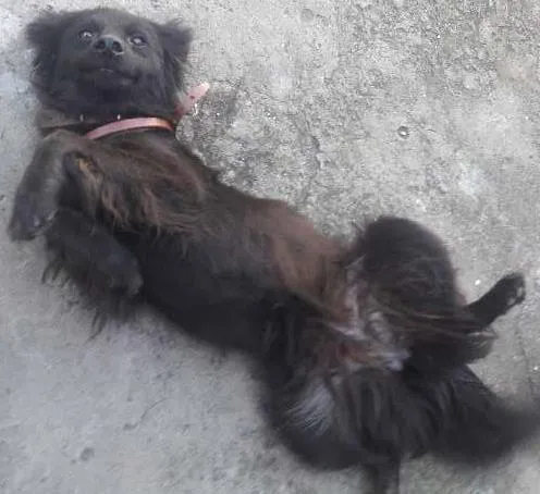 Cachorro ra a SRD idade 1 ano nome xuxu