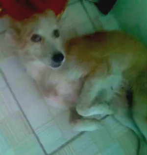 Cachorro raça SRD idade 1 ano nome Branquinha