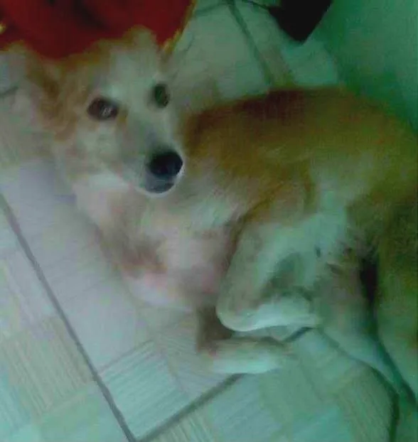 Cachorro ra a SRD idade 1 ano nome Branquinha