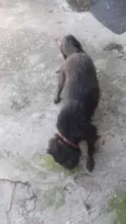 xuxu