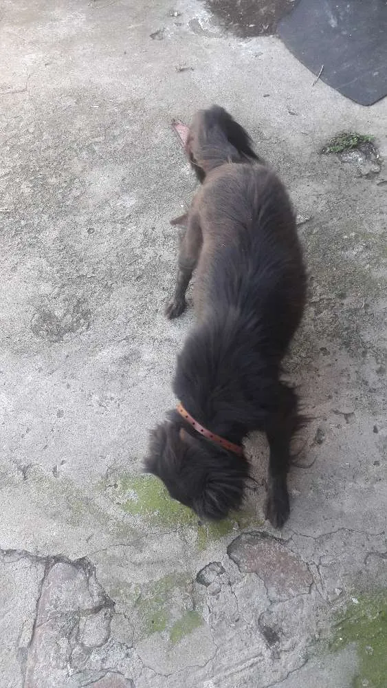 Cachorro ra a SRD idade 1 ano nome xuxu