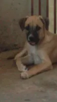TED