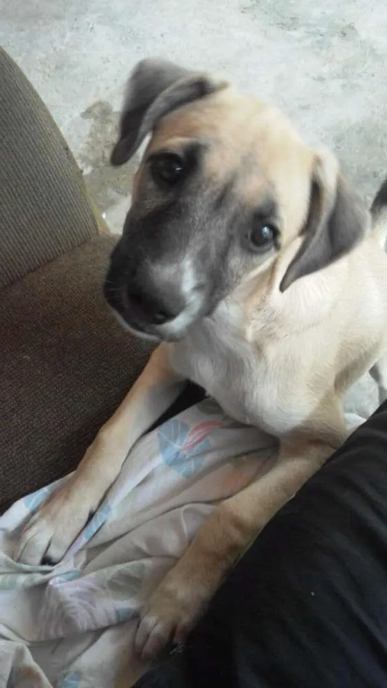 Cachorro ra a nenhuma idade 2 a 6 meses nome TED