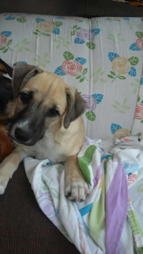 Cachorro ra a nenhuma idade 2 a 6 meses nome TED