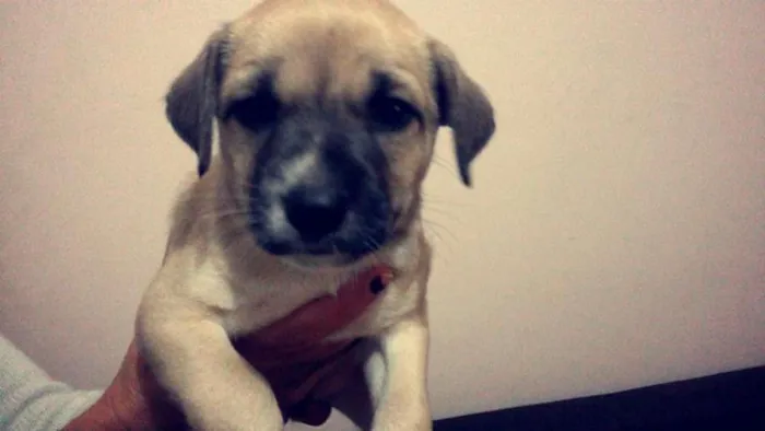 Cachorro ra a nenhuma idade 2 a 6 meses nome TED