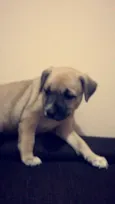 TED