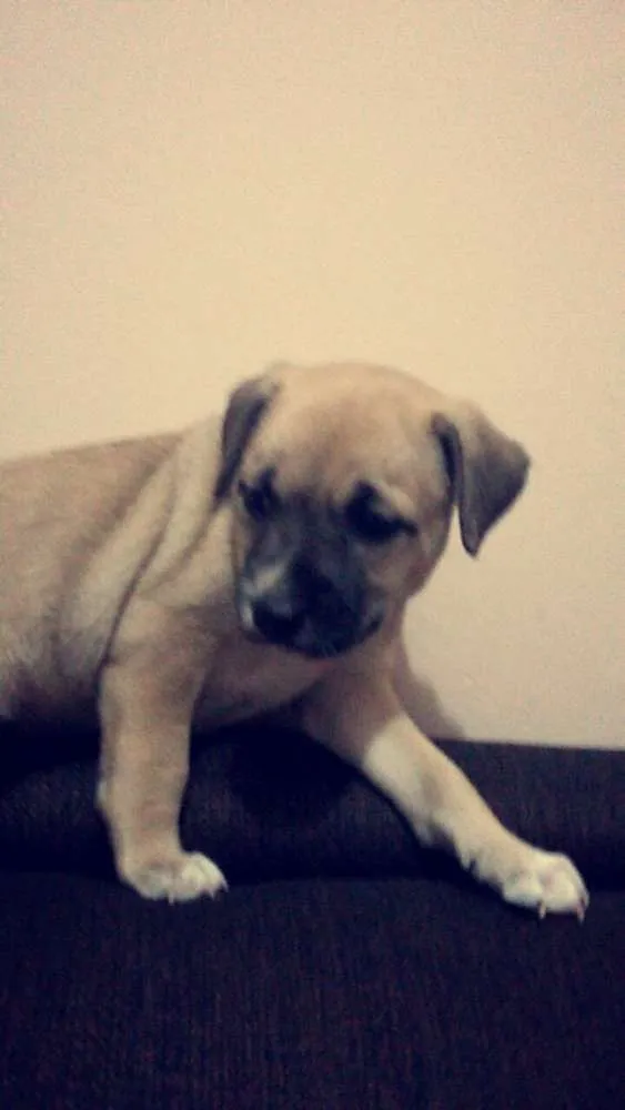 Cachorro ra a nenhuma idade 2 a 6 meses nome TED