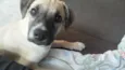 TED