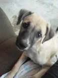TED