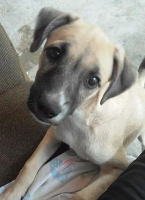 Cachorro ra a nenhuma idade 2 a 6 meses nome TED