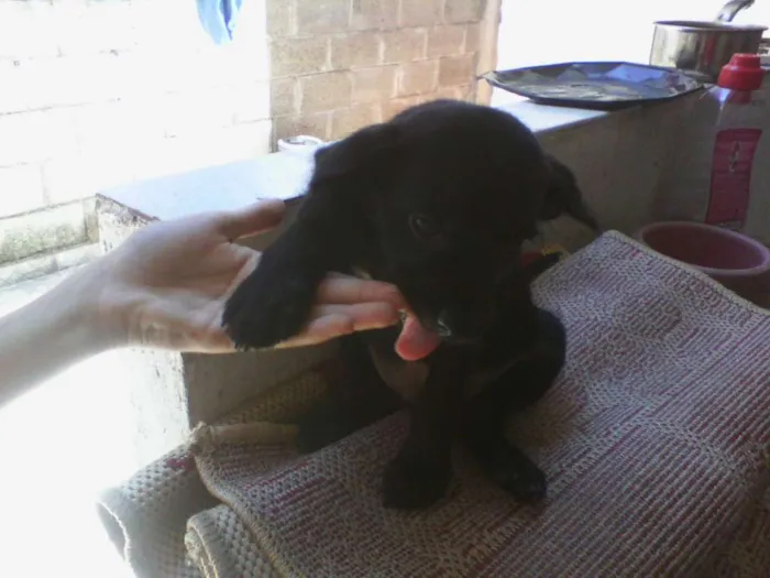 Cachorro ra a vira lata idade Abaixo de 2 meses nome sem nome