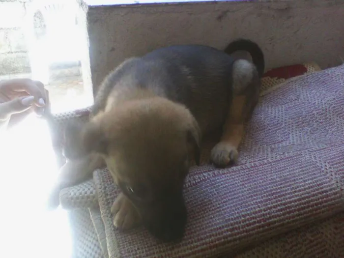 Cachorro ra a vira lata idade Abaixo de 2 meses nome sem nome