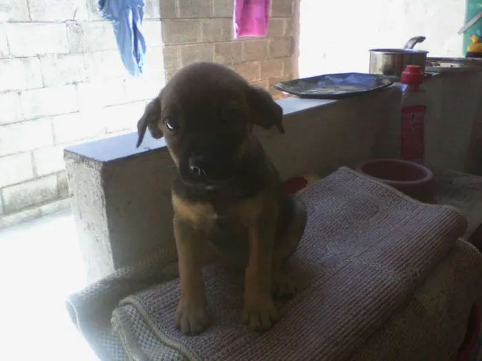 Cachorro ra a vira lata idade Abaixo de 2 meses nome sem nome