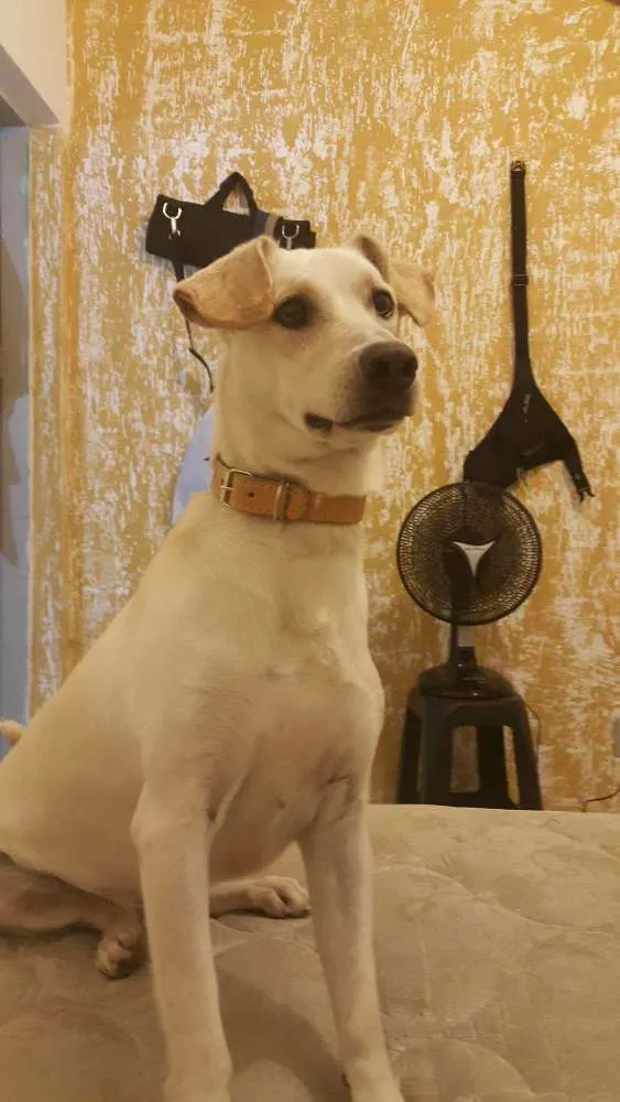 Cachorro ra a rnd com labrador idade 4 anos nome Yuki