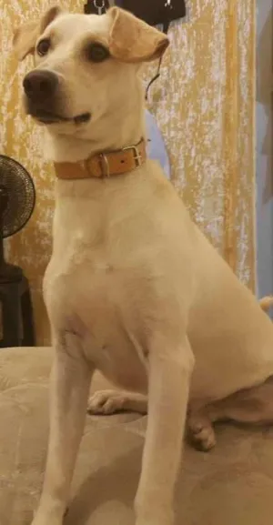 Cachorro raça rnd com labrador idade 4 anos nome Yuki