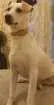 Cachorro raça rnd com labrador idade 4 anos nome Yuki
