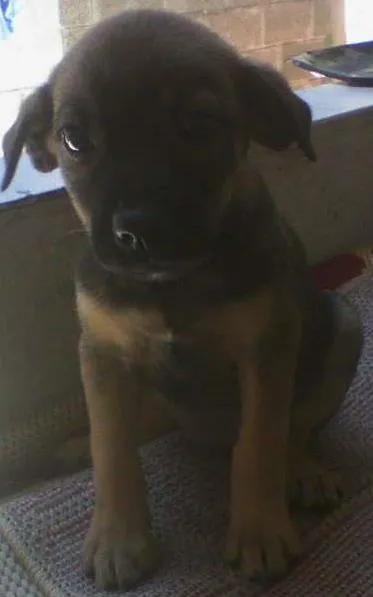 Cachorro ra a vira lata idade Abaixo de 2 meses nome sem nome