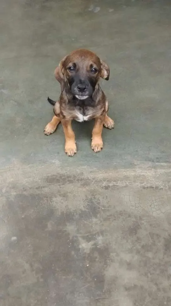 Cachorro ra a SRD idade 2 a 6 meses nome BEBEZINHA