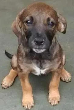 Cachorro raça SRD idade 2 a 6 meses nome BEBEZINHA