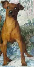 amendoim