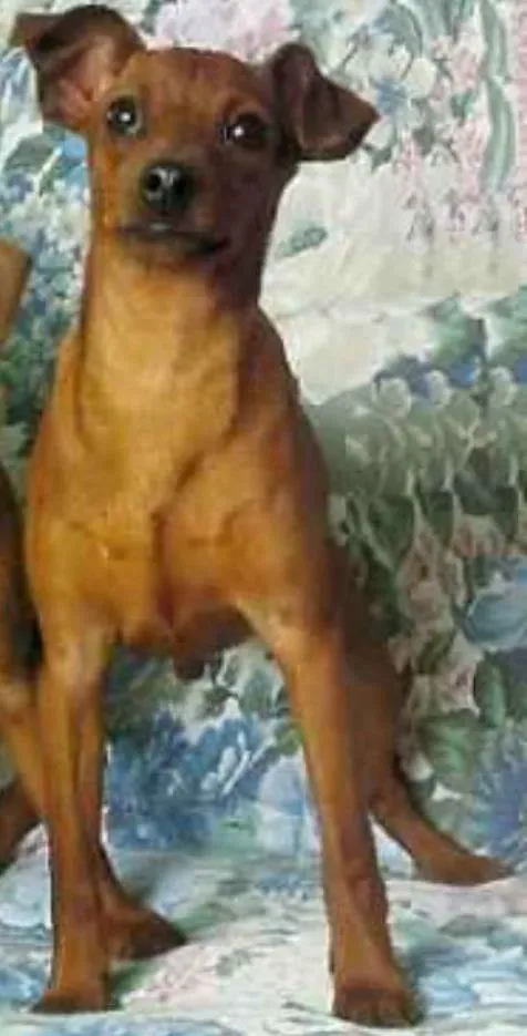 Cachorro raça Pinscher srd idade 1 ano nome amendoim