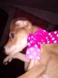 MEL, BOMBOM E CHOCO
