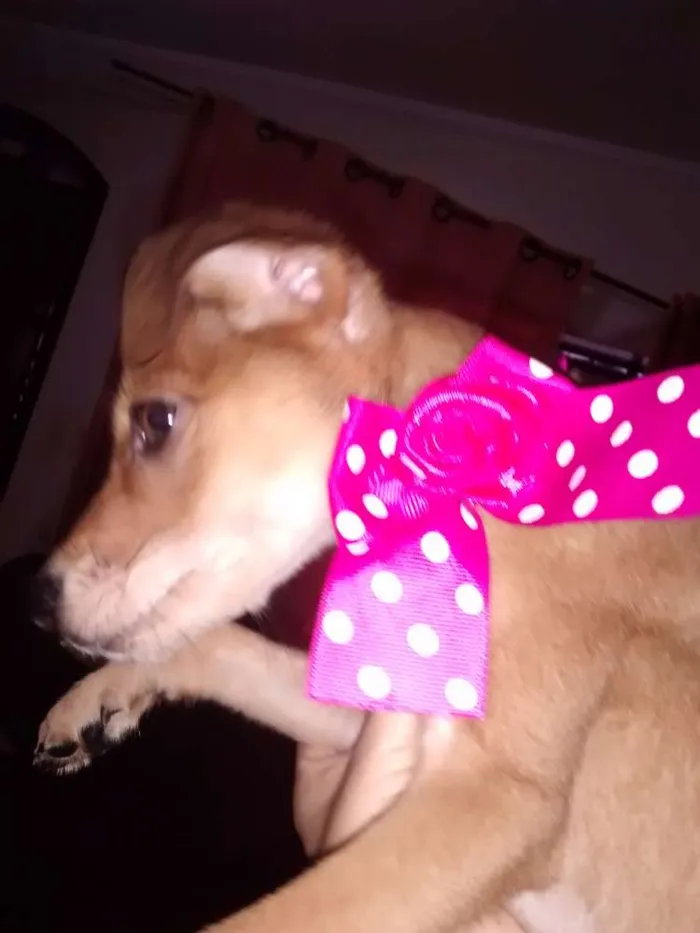 Cachorro ra a SRD idade 2 a 6 meses nome MEL, BOMBOM E CHOCO