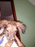 MEL, BOMBOM E CHOCO